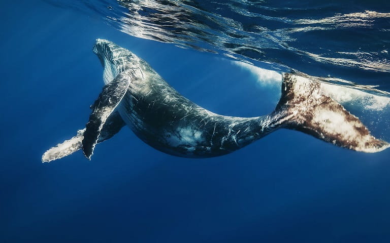 Whales are the largest warm-blooded animals on our planet