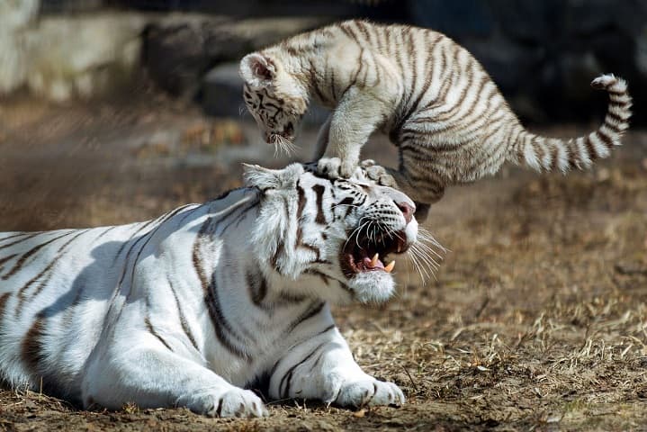 Bengal white tiger