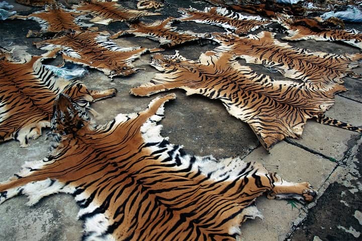 The number of tigers is rapidly declining around the world