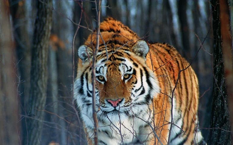 Amur tiger