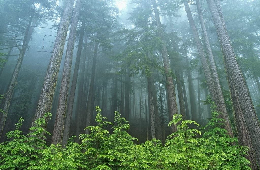 Who will perish without the wild forest? 