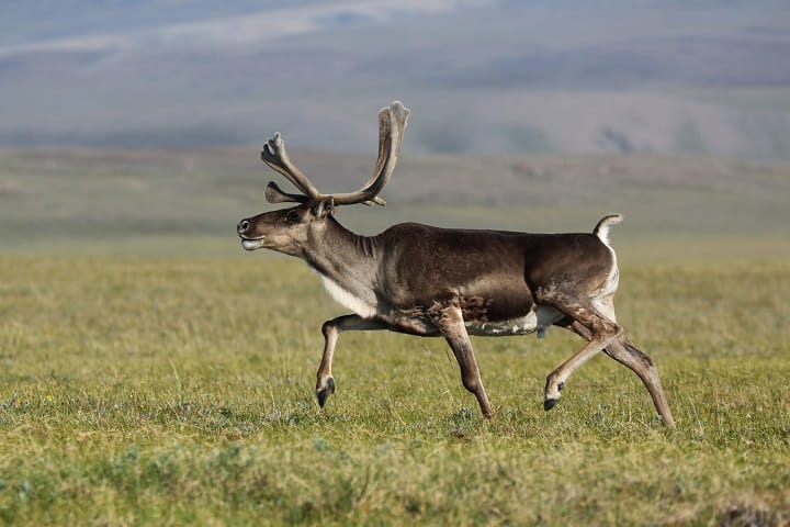 Wild forest reindeer