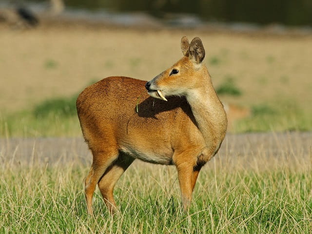 Musk deer is under threat of extinction