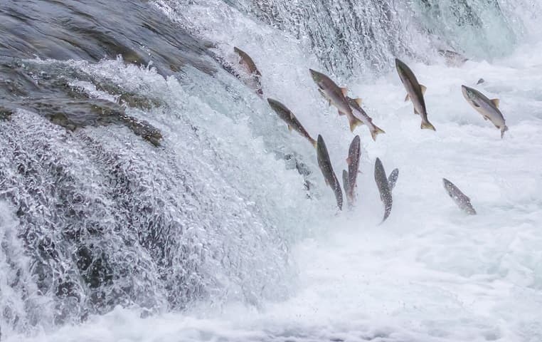 Нерест атлантического лосося