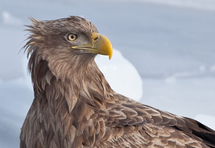 The white-tailed eagle is nesting away from human settlements