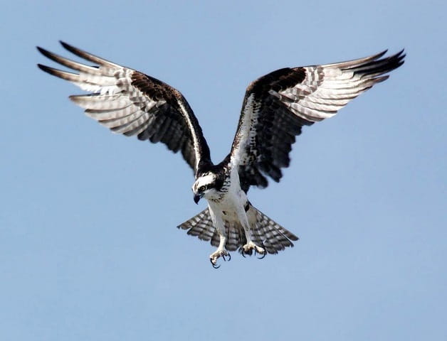 After winter osprey returns to the untouched forests of Russia