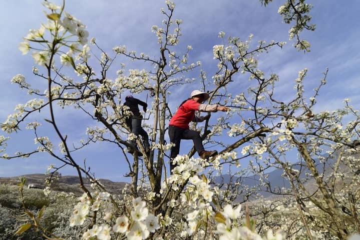 Hand-pollination of apple trees in Japan