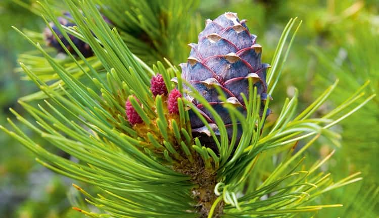 Siberian pine: strength, health, longevity