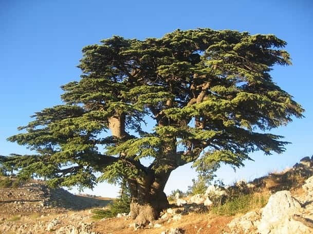 A cedar in Lebanon, photo WEB