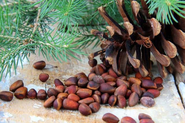 Pine nuts are healthy and nutritious, photo WEB