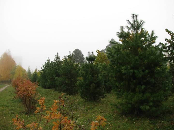 The Koryazhma pine grove is a famous natural reserve, photo WEB