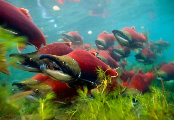 In the Nimelinsky Reserve, thousands of Pacific salmon come to spawn