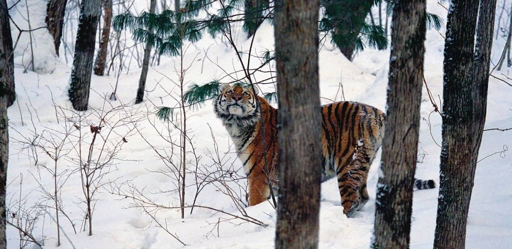 The history of the Amur tiger Uporny, which became a symbol of the struggle for tiger  survival