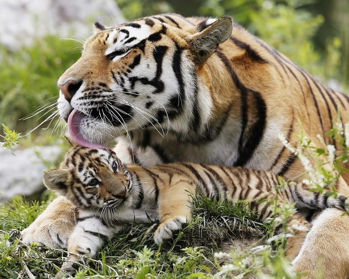 Now the number of tigers is stable in Russia