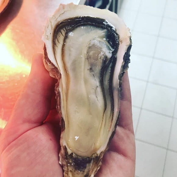 Oysters in "Brunello" are grown on their own farm