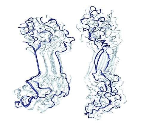 MaSp1 (left) и MaSp2 (right)