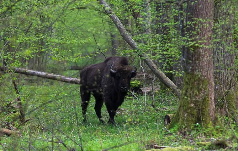 Białowieża Forest protects almost completely exterminated bison