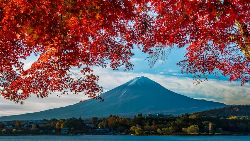 Momiji - the season of Red Maples