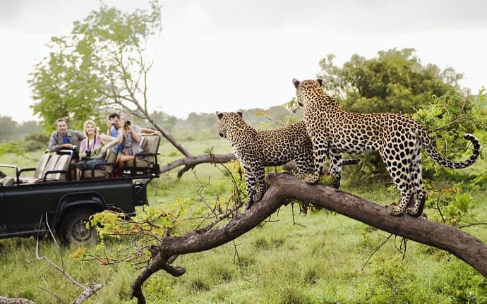 Safari allows you to get in touch with wildlife